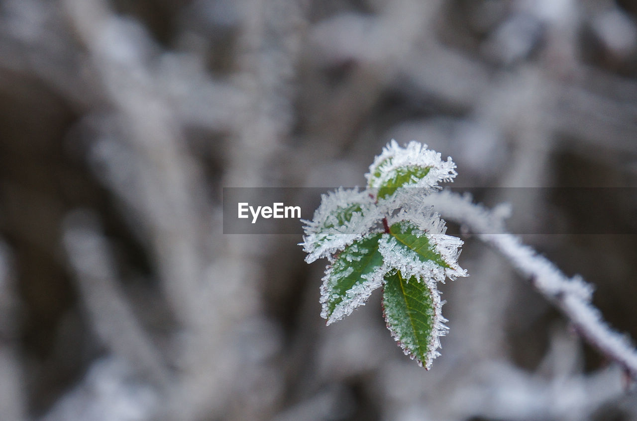 Close-up of frozen plant