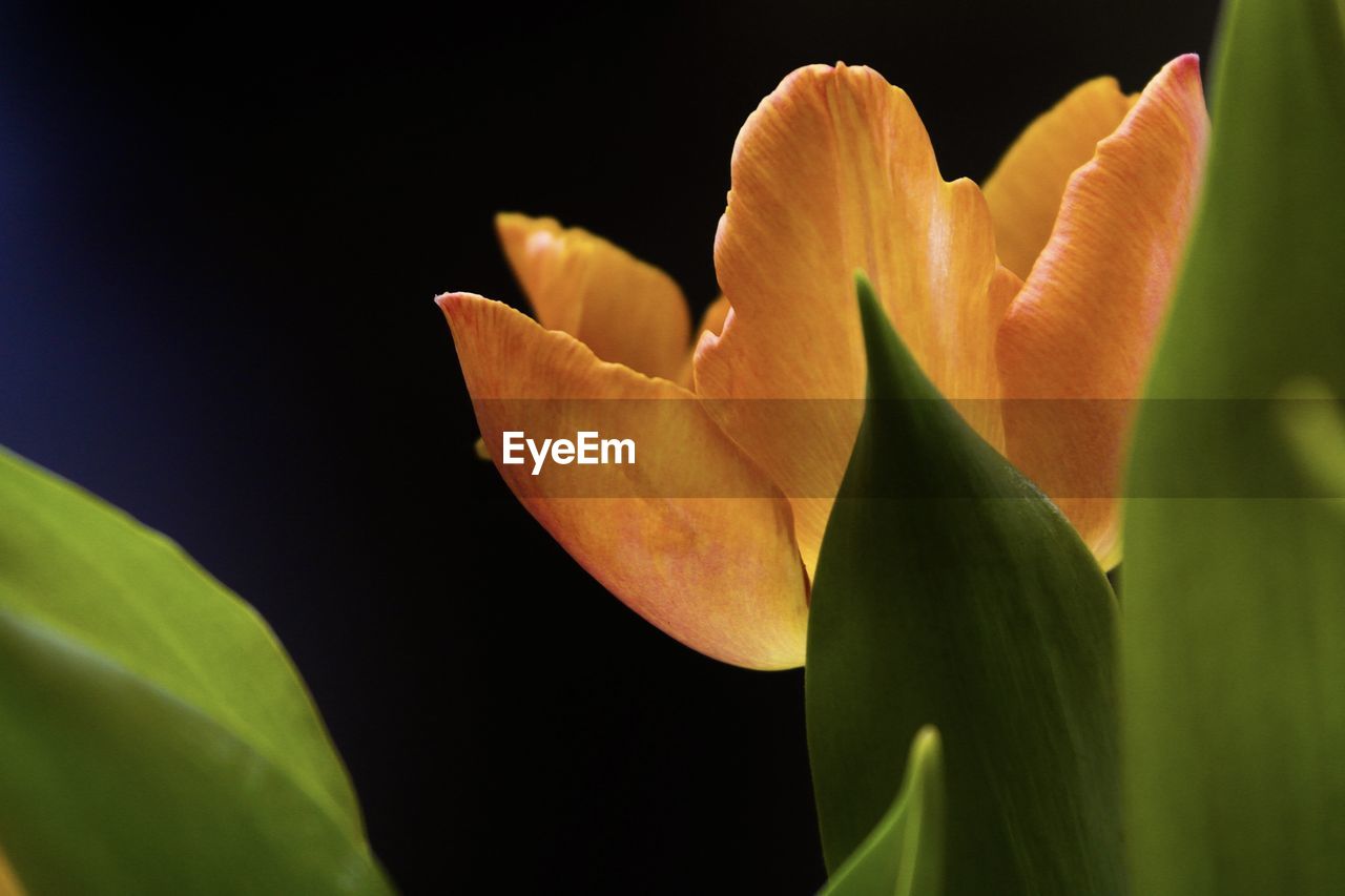 CLOSE-UP OF ROSE PLANT AGAINST BLACK BACKGROUND