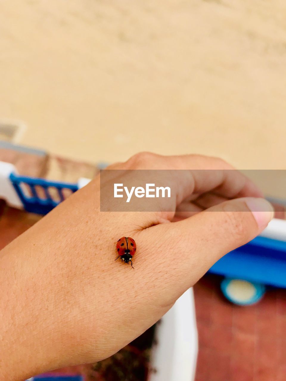 CLOSE-UP OF LADYBUG ON HUMAN HAND