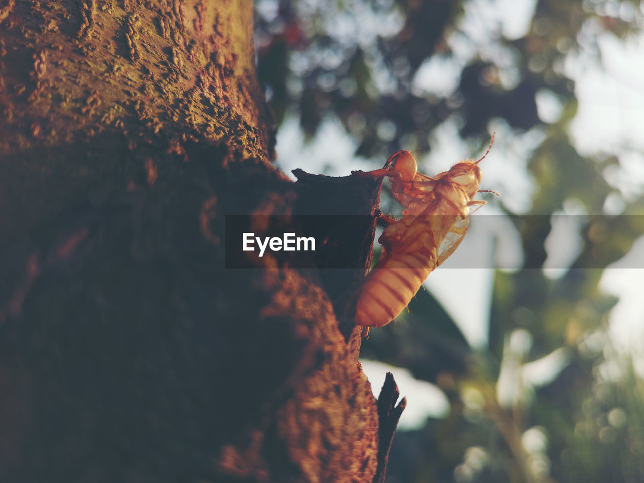 VIEW OF A LEAF ON TREE