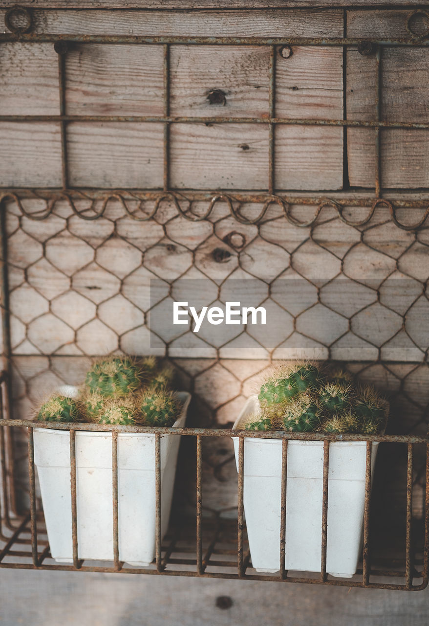 CLOSE-UP OF POTTED PLANT AGAINST BUILDING