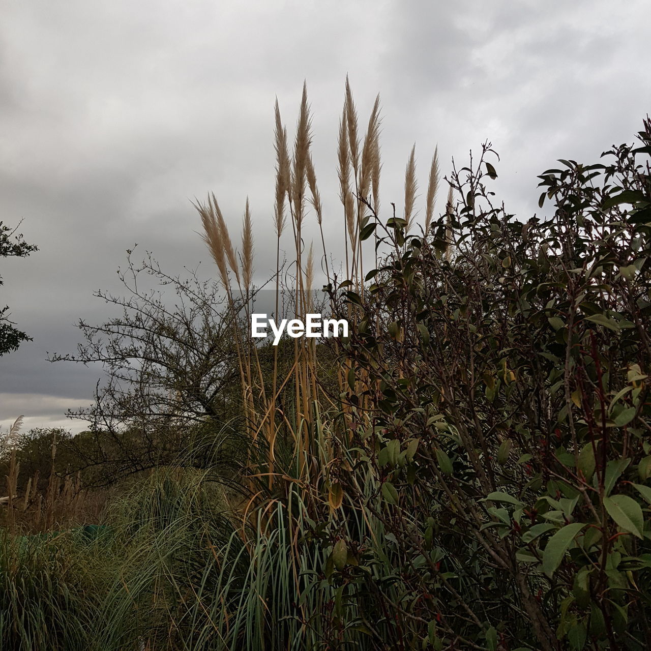 LOW ANGLE VIEW OF TALL GRASS ON FIELD AGAINST SKY