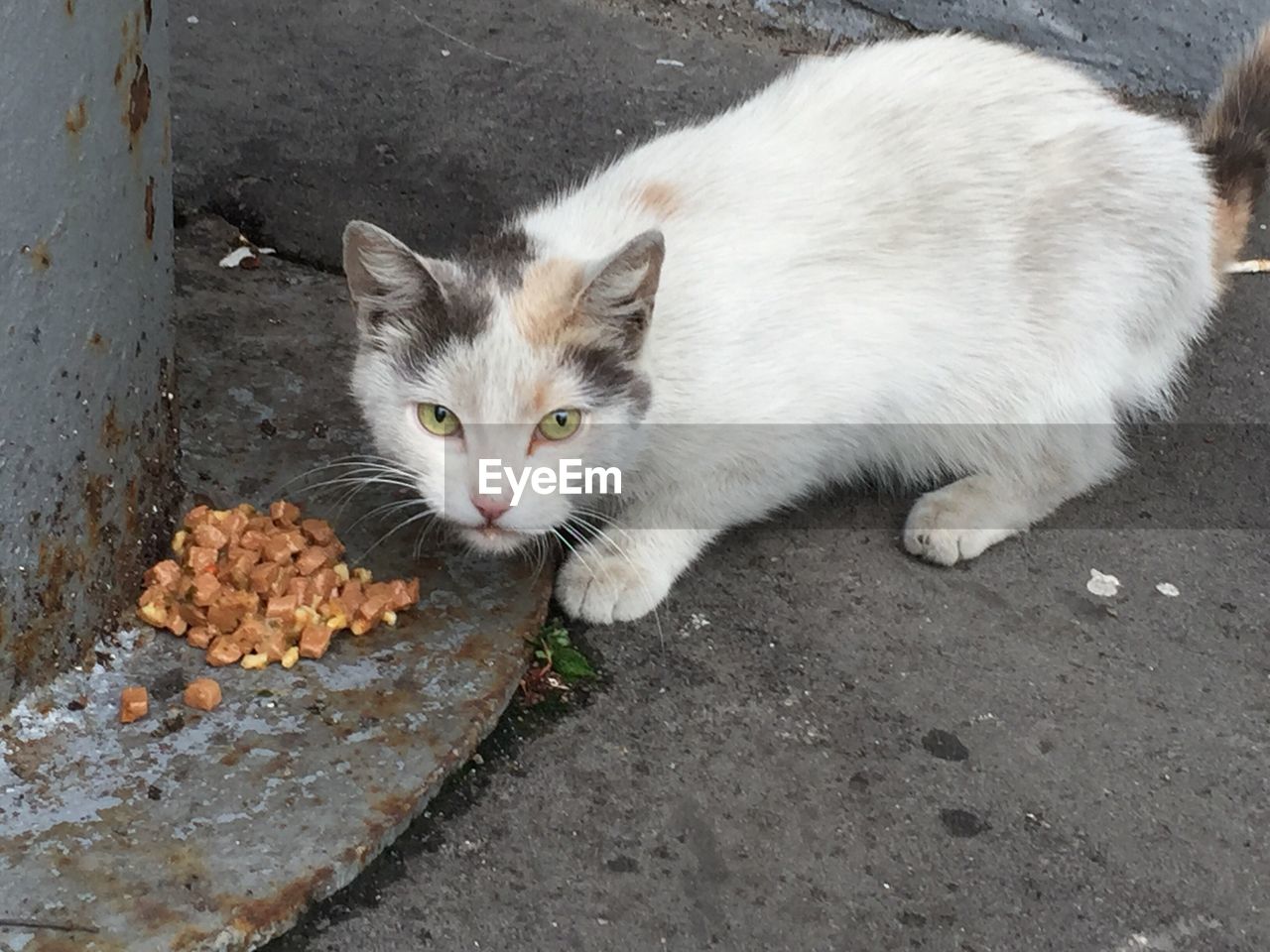 Portrait of white cat eating