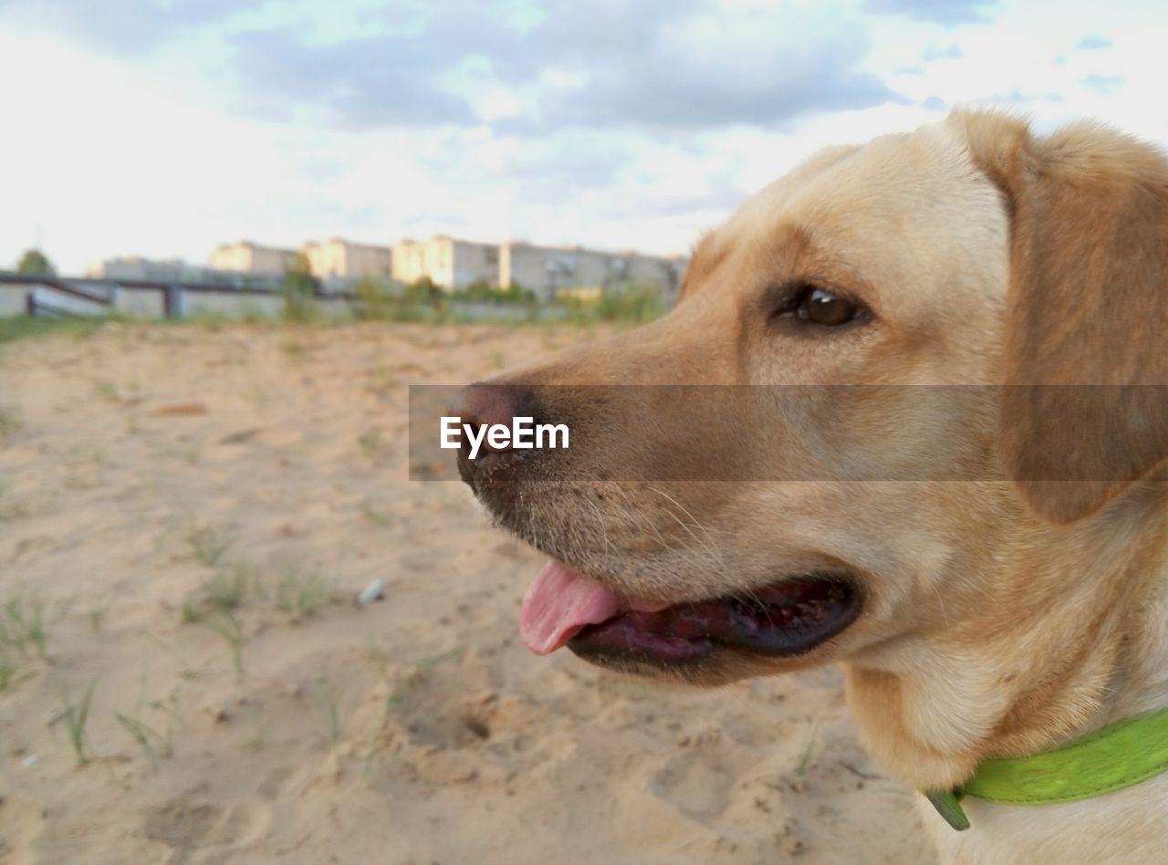 Close-up of dog looking away