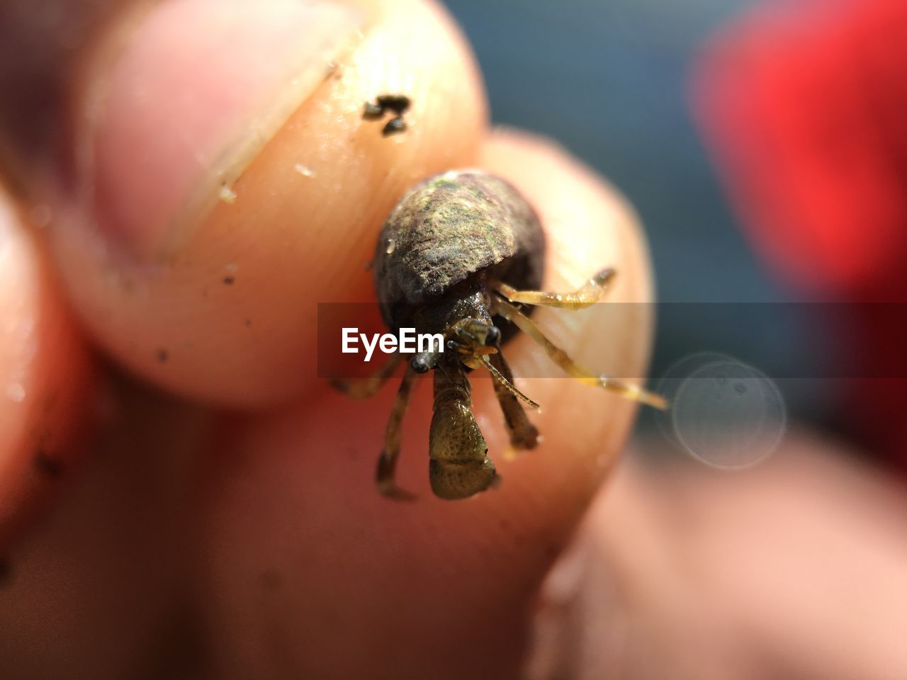 CLOSE-UP OF A LADYBUG ON HAND HOLDING LEAF