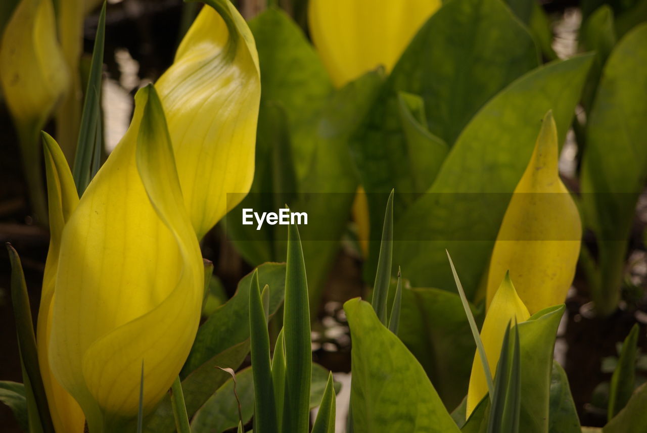 Close-up of yellow flowering plant