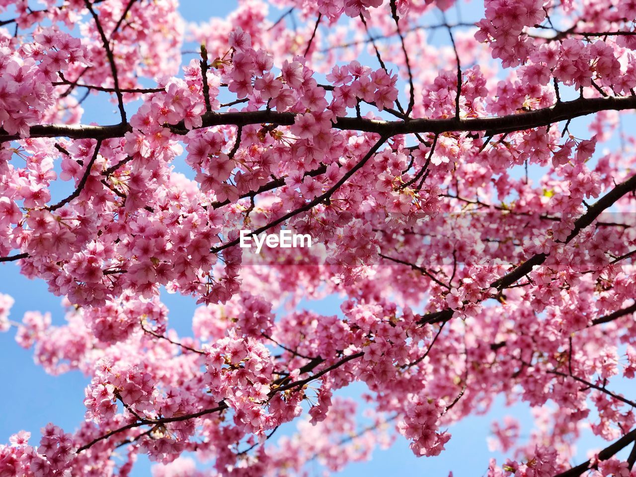 Low angle view of cherry blossom tree