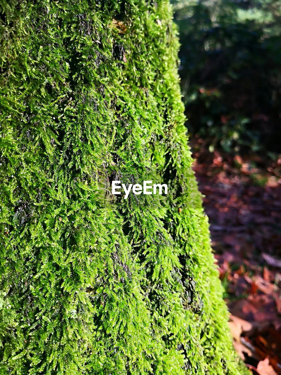 Close-up of fresh green plant