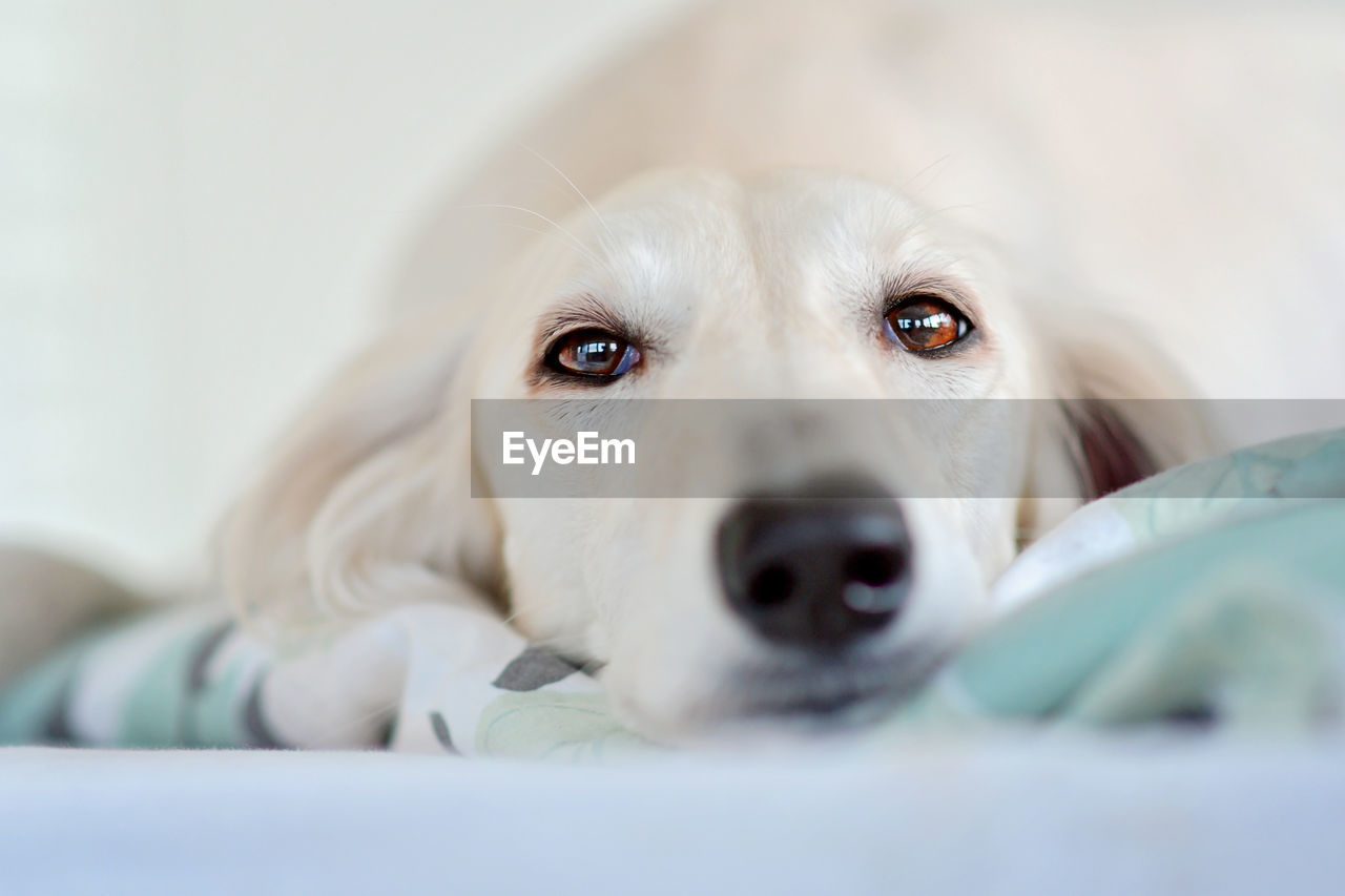 pet, dog, canine, mammal, domestic animals, one animal, animal, animal themes, puppy, close-up, nose, portrait, selective focus, retriever, indoors, cute, domestic room, skin, white, looking at camera, lying down, relaxation, young animal, furniture, labrador retriever, no people, animal body part, emotion