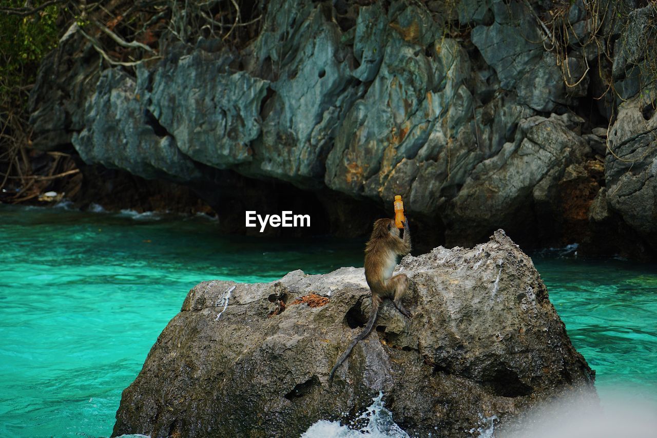 View of monkey catching the orange juice bottle on the rock by sea