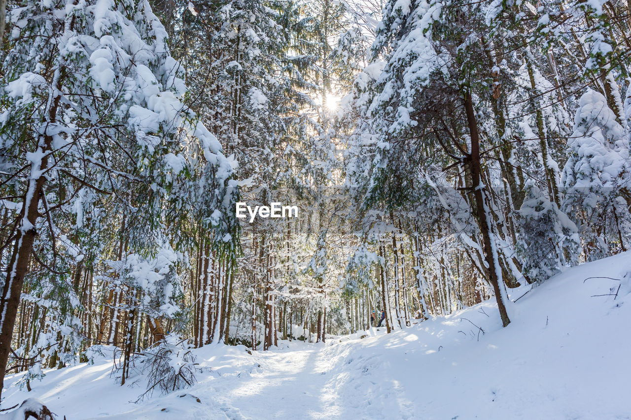 Pine trees covered with snow on frosty