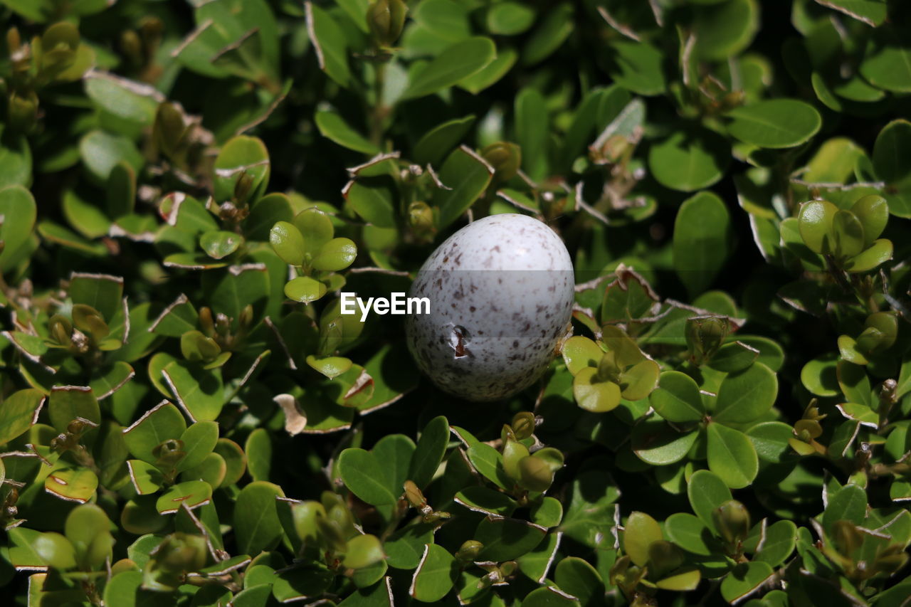 High angle view of egg on plant