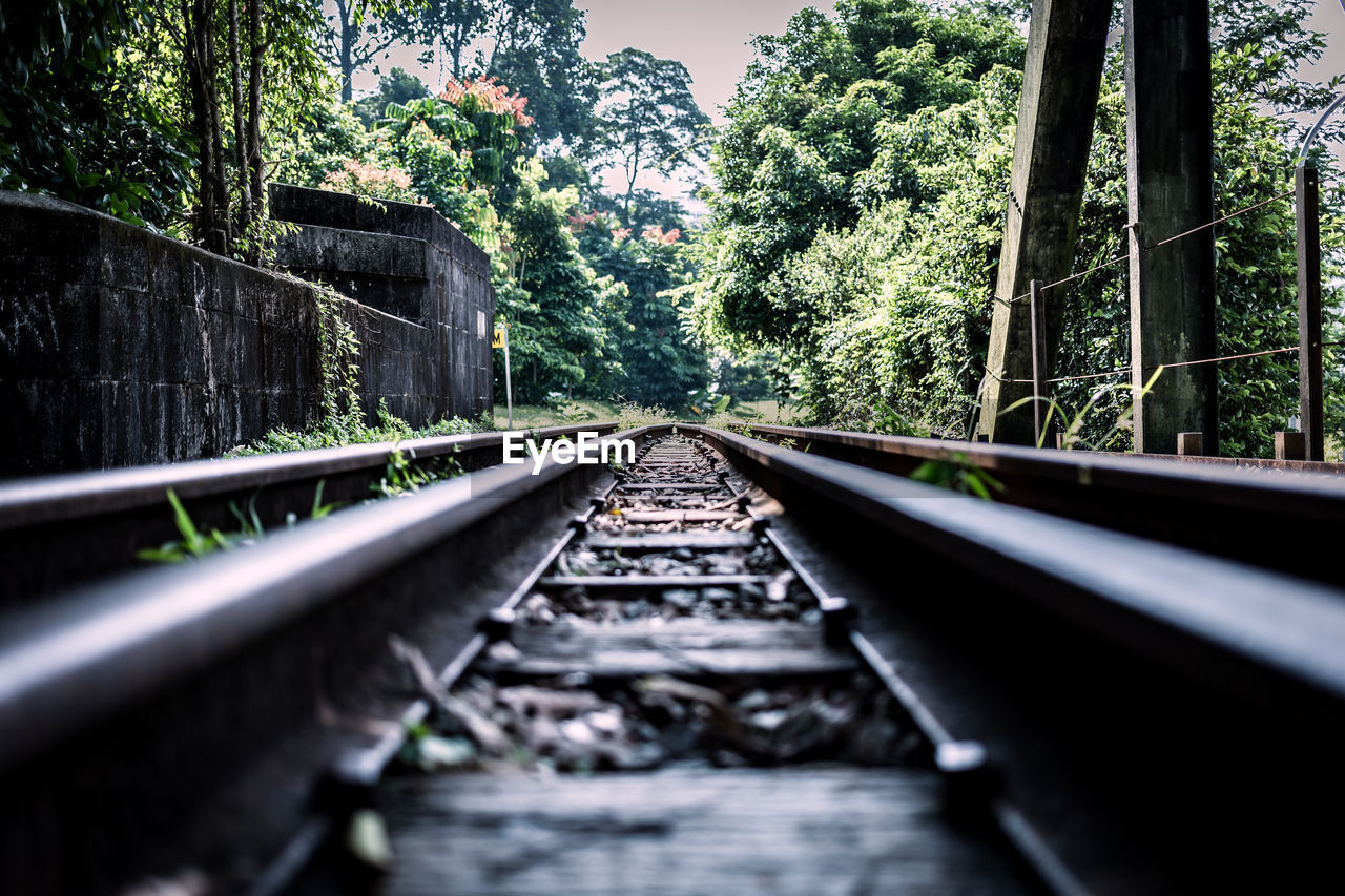 Surface level of railroad tracks in forest