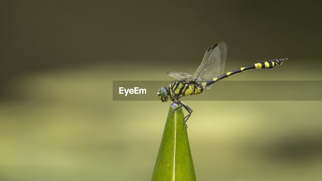 Close-up of a dragonfly on plant