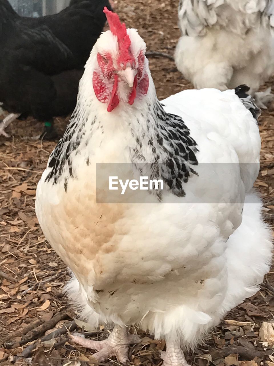 CLOSE-UP OF WHITE GOOSE ON FIELD