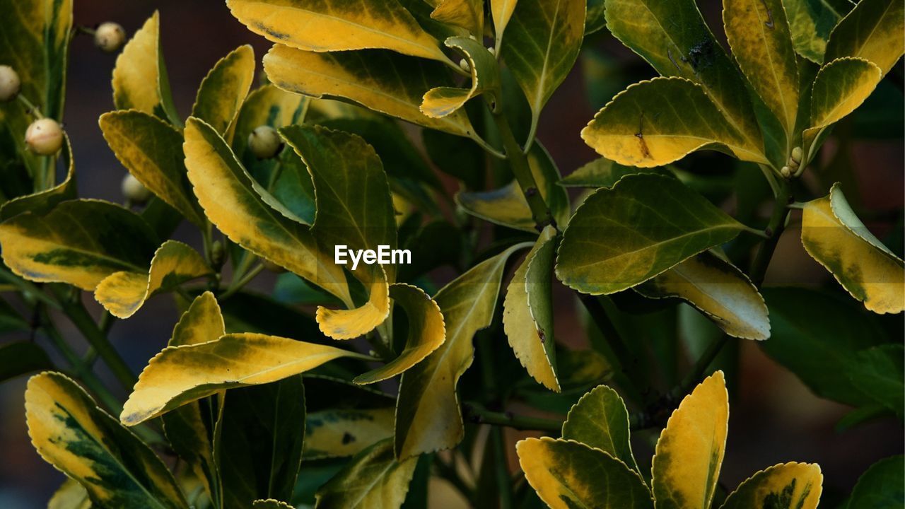 Full frame shot of leaves