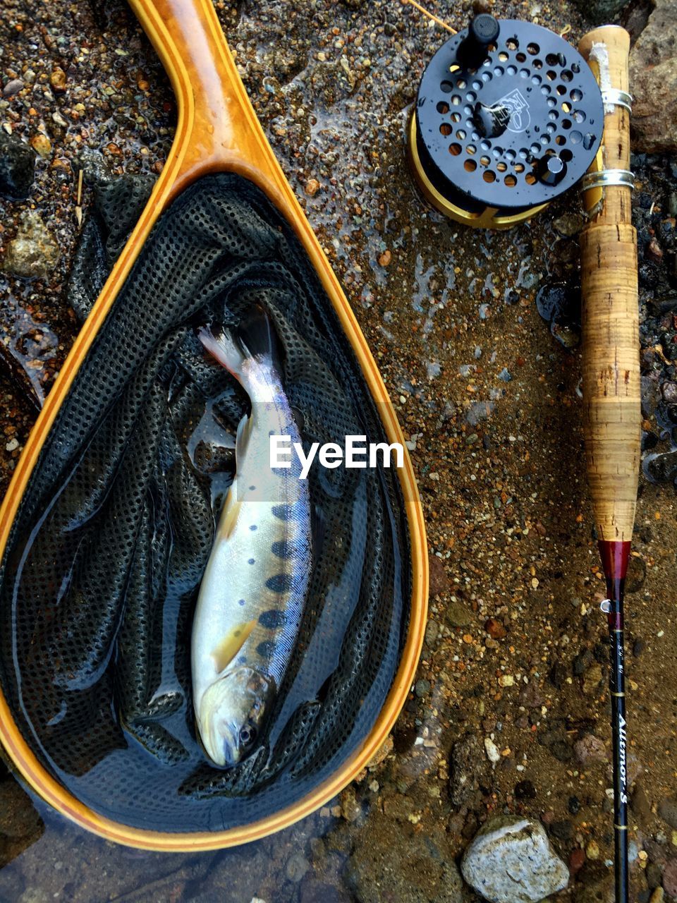 High angle view of fish in container by fishing rod on field