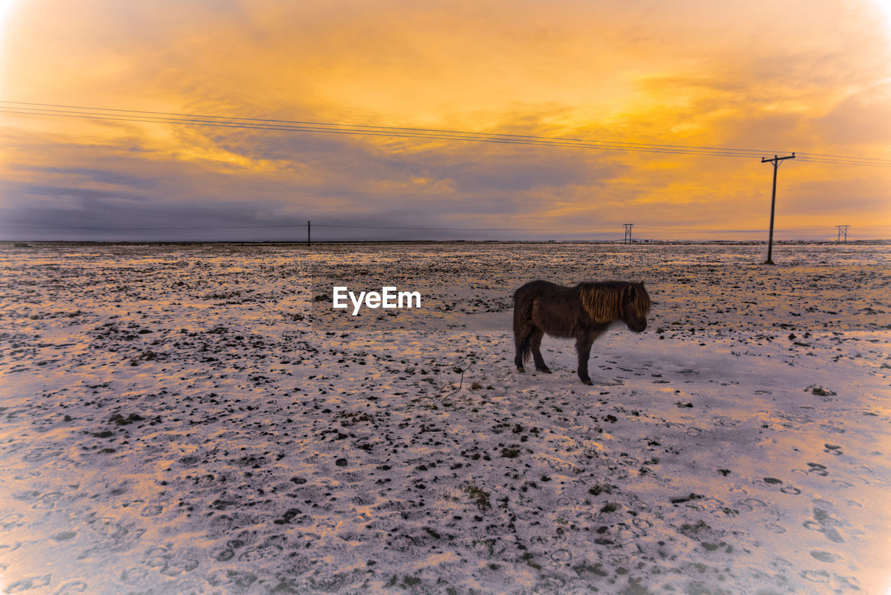 HORSE IN A FIELD