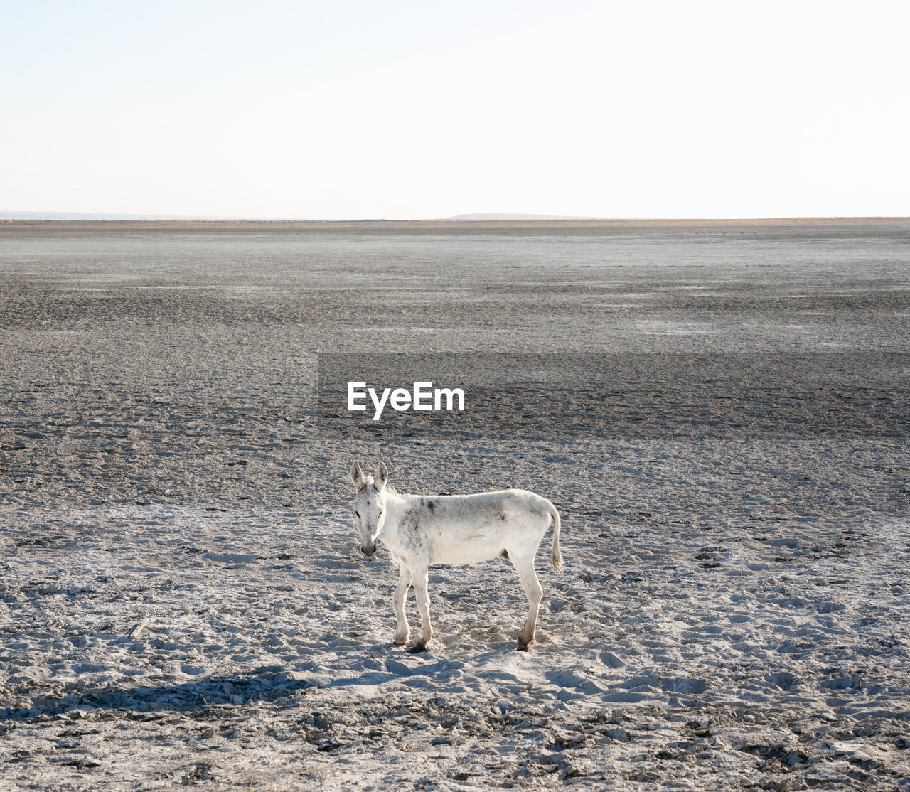 Full length of donkey standing on field against sky