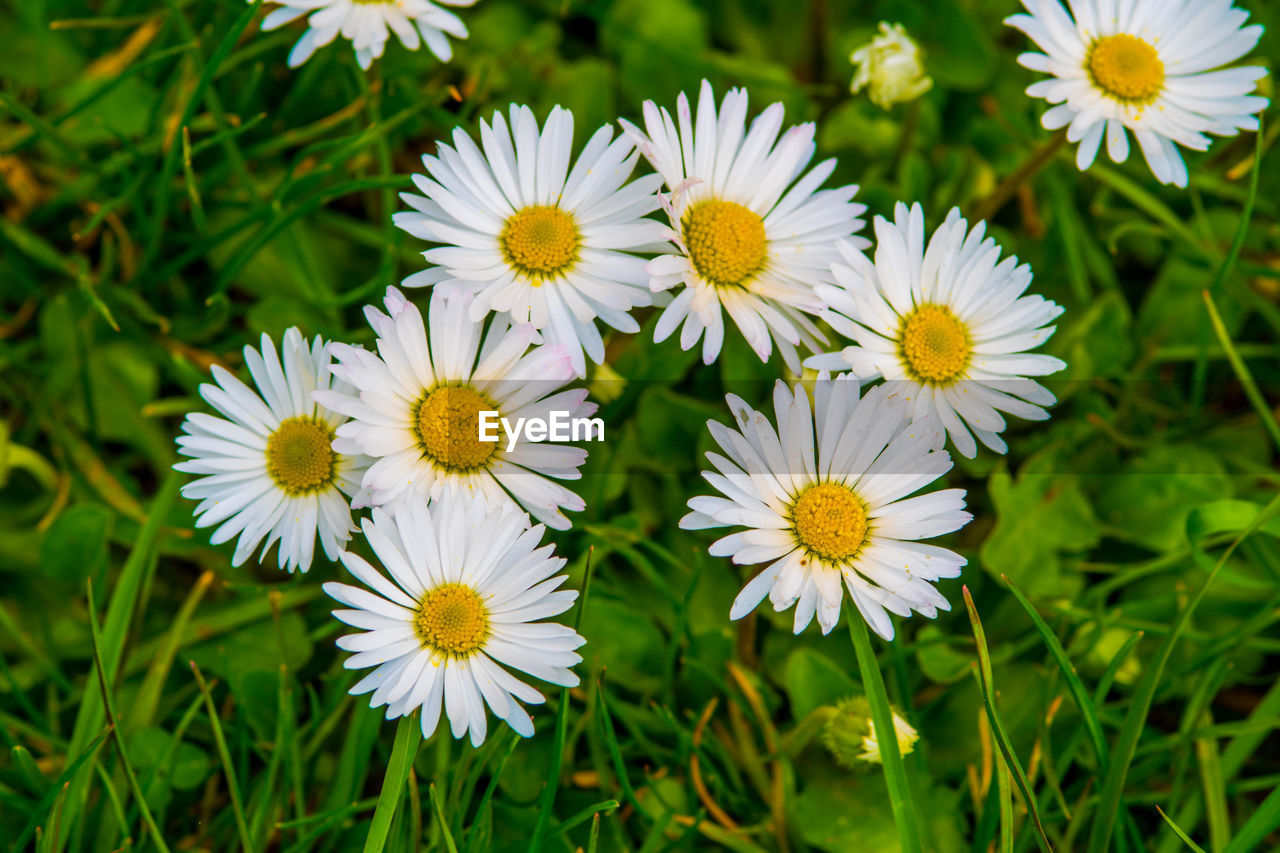 flower, plant, flowering plant, freshness, beauty in nature, growth, flower head, fragility, petal, daisy, inflorescence, nature, close-up, meadow, white, grass, no people, field, green, pollen, yellow, botany, outdoors, day, wildflower, land, focus on foreground, high angle view, springtime, plant part, macro photography