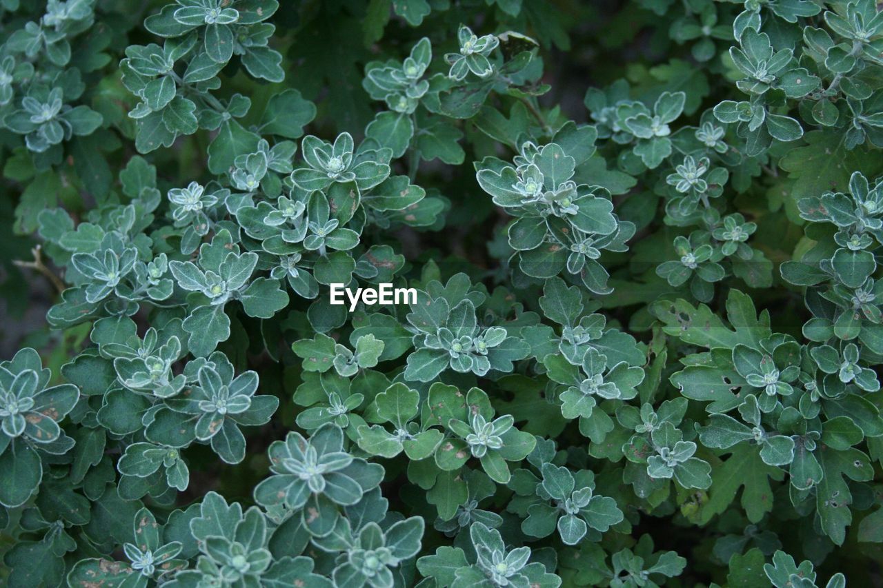 Full frame shot of plants