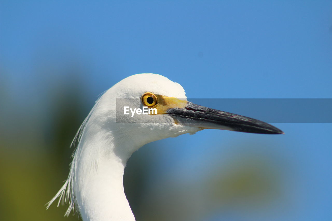 CLOSE-UP OF SEAGULL AGAINST BLUE SKY