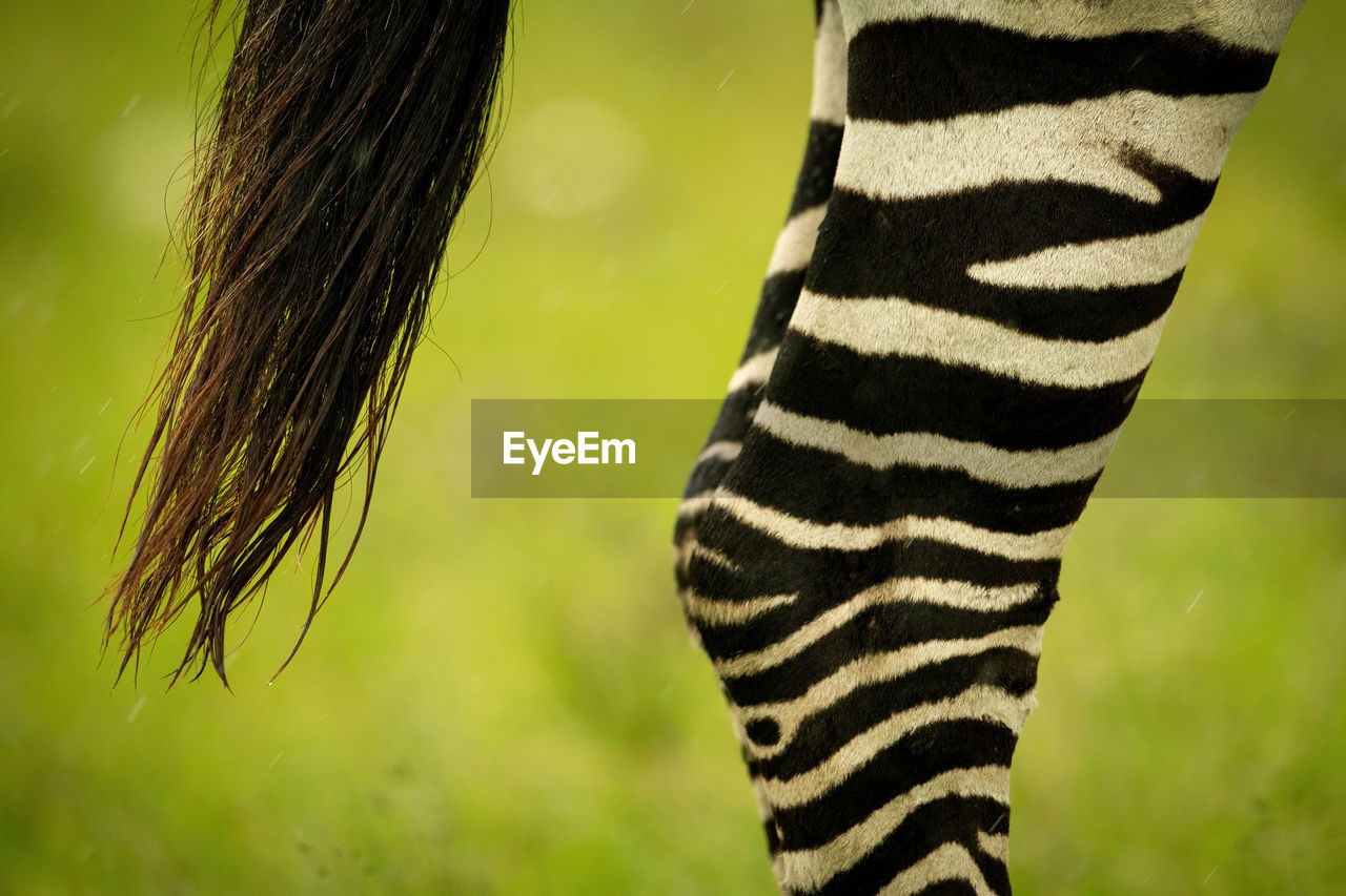Close-up of plains zebra legs and tail