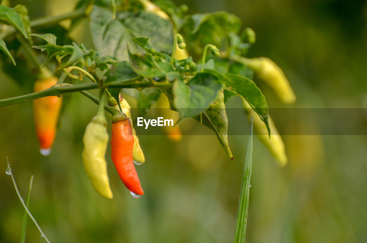 Close-up of red chili peppers on plant