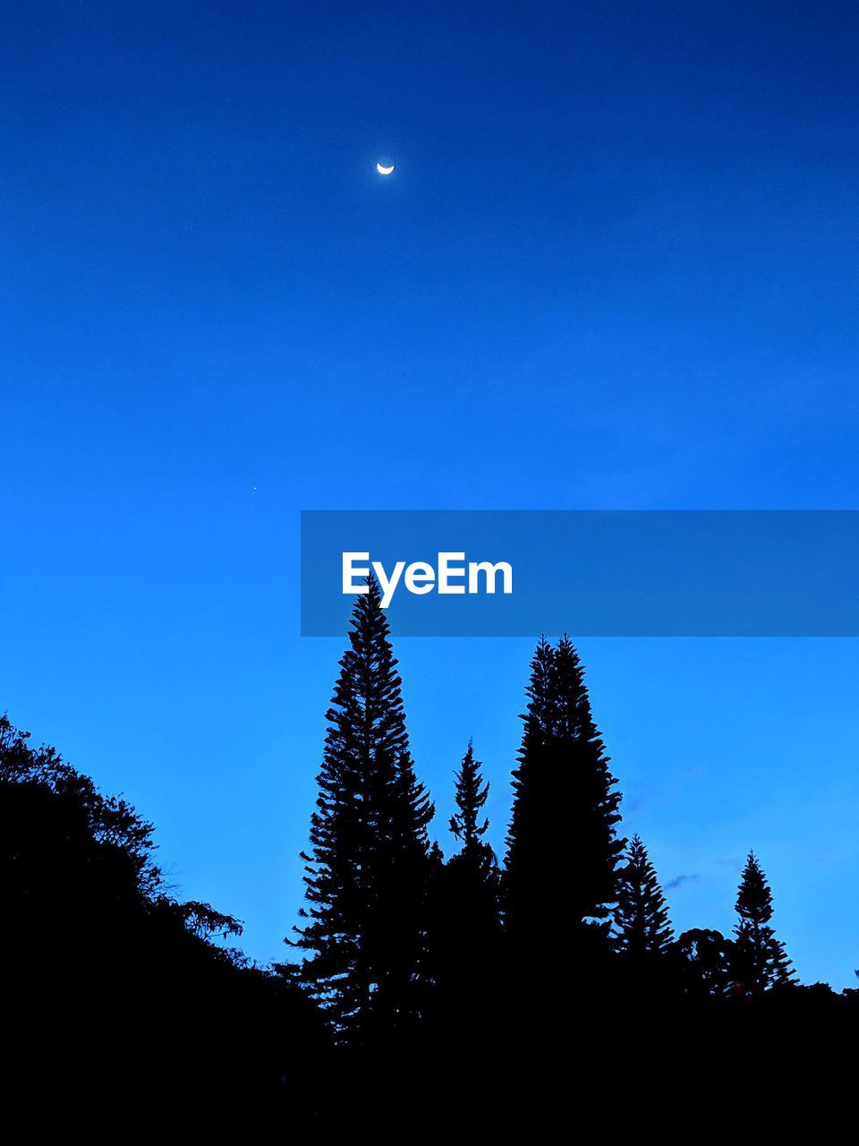 LOW ANGLE VIEW OF SILHOUETTE TREES AGAINST SKY