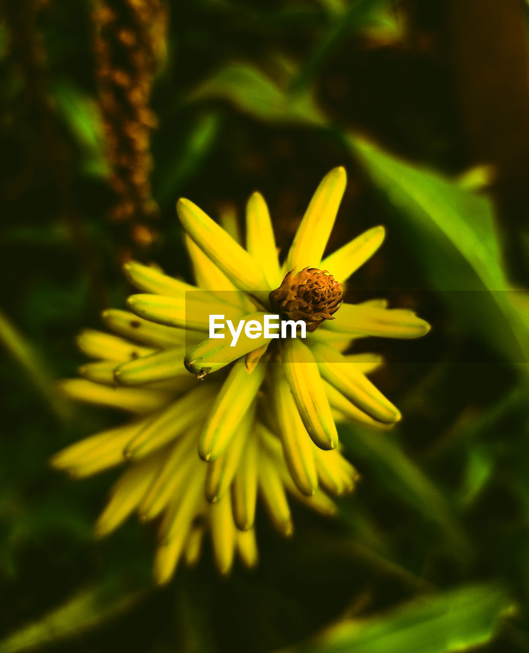 CLOSE-UP OF YELLOW FLOWER AGAINST BLURRED BACKGROUND