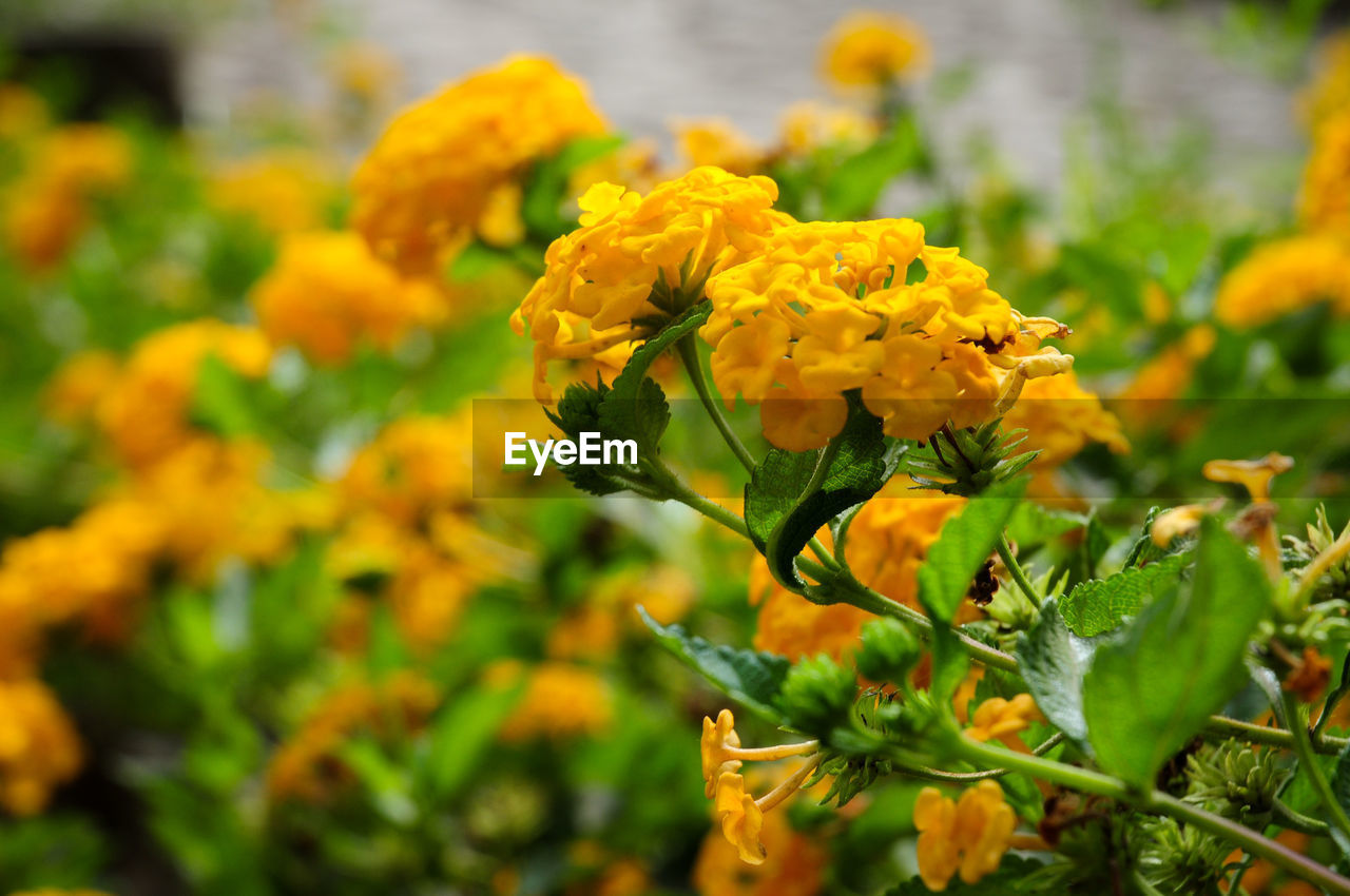 Close-up of yellow flowering plant