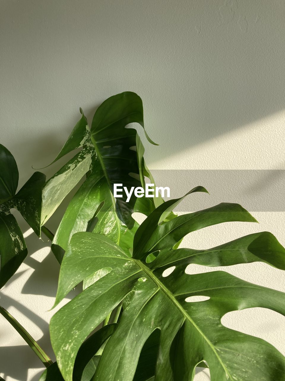 CLOSE-UP OF FRESH GREEN LEAVES AGAINST WALL