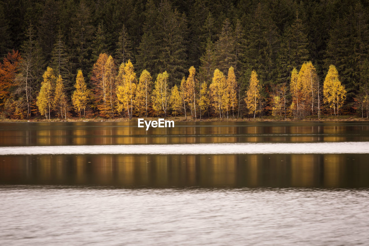 Scenic view of lake in forest during autumn