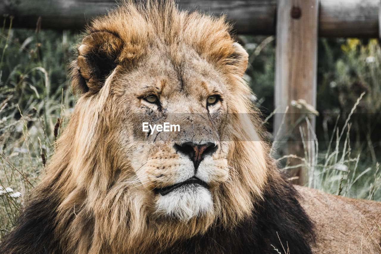 Profile shot of male lion