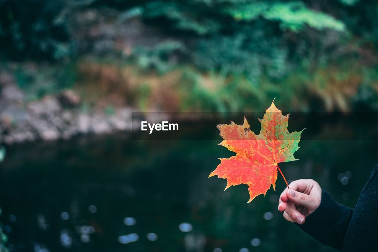 Cropped image of hand holding maple leaf against lake
