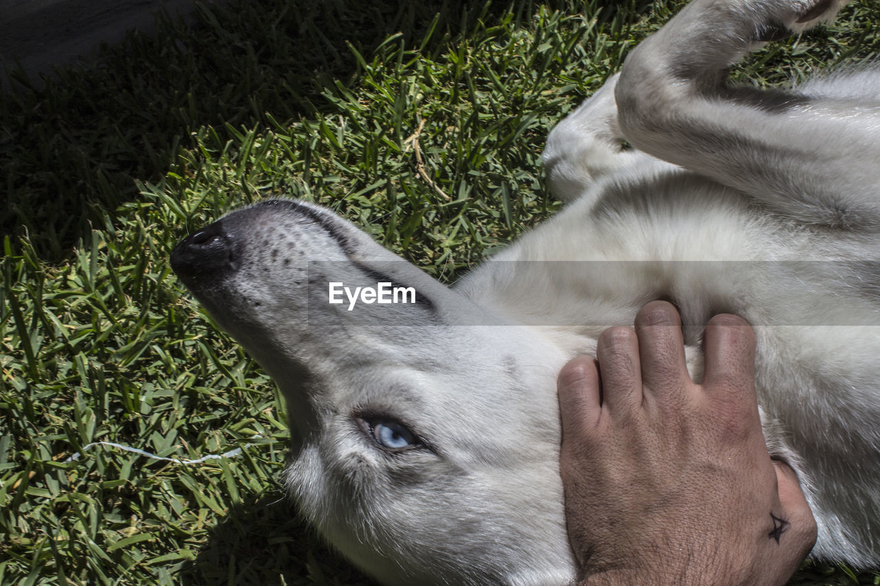 Cropped hand of man pampering dog on grass