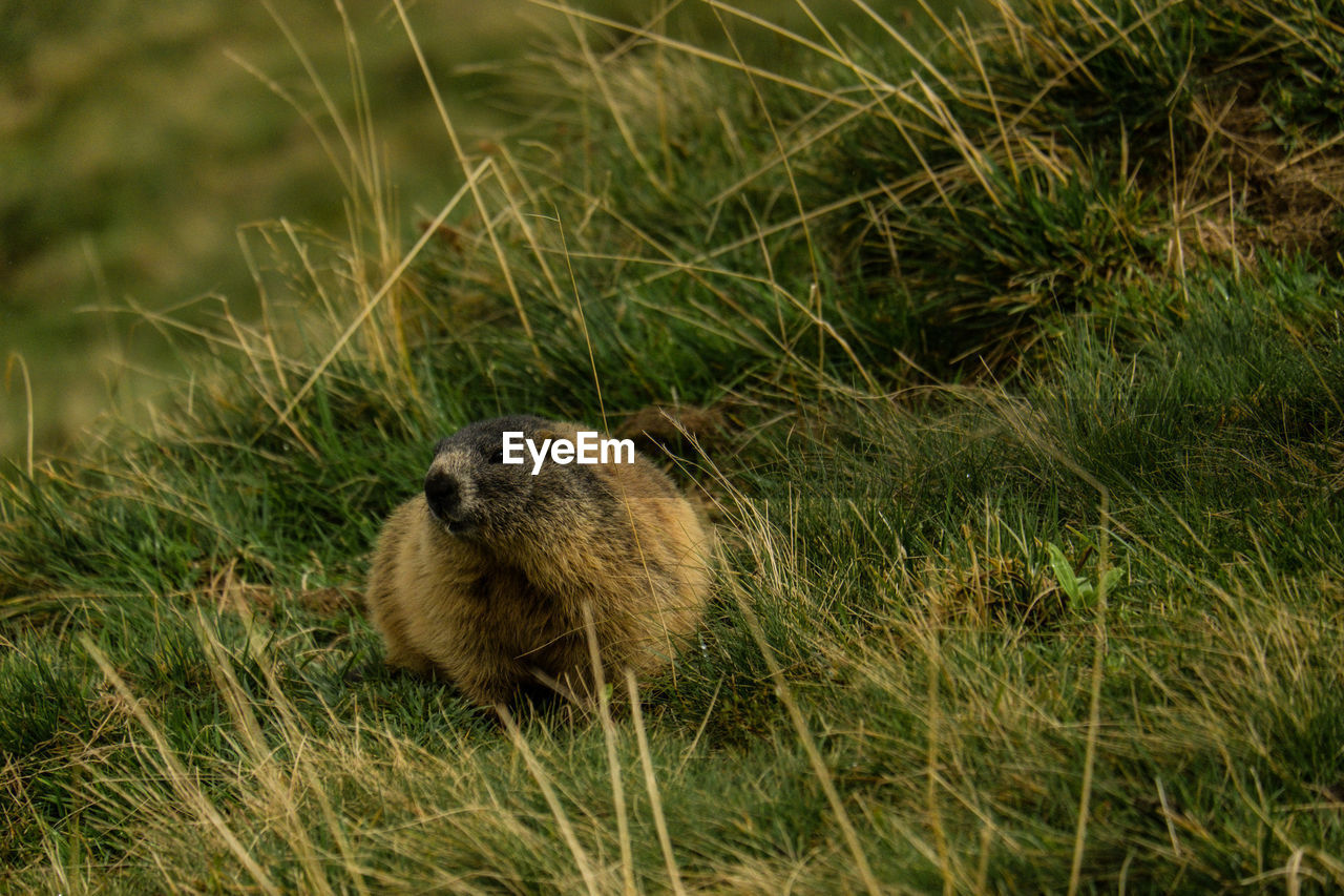 animal themes, animal, animal wildlife, wildlife, one animal, grass, mammal, plant, nature, prairie dog, no people, day, outdoors, land, rodent, beaver, underwater, field, green, otter, prairie