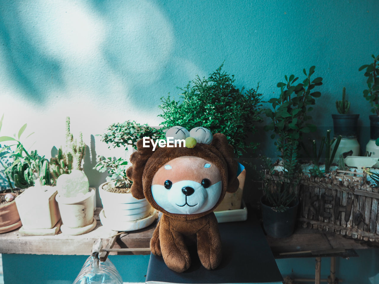 POTTED PLANTS ON TABLE AGAINST TREES AND TOY