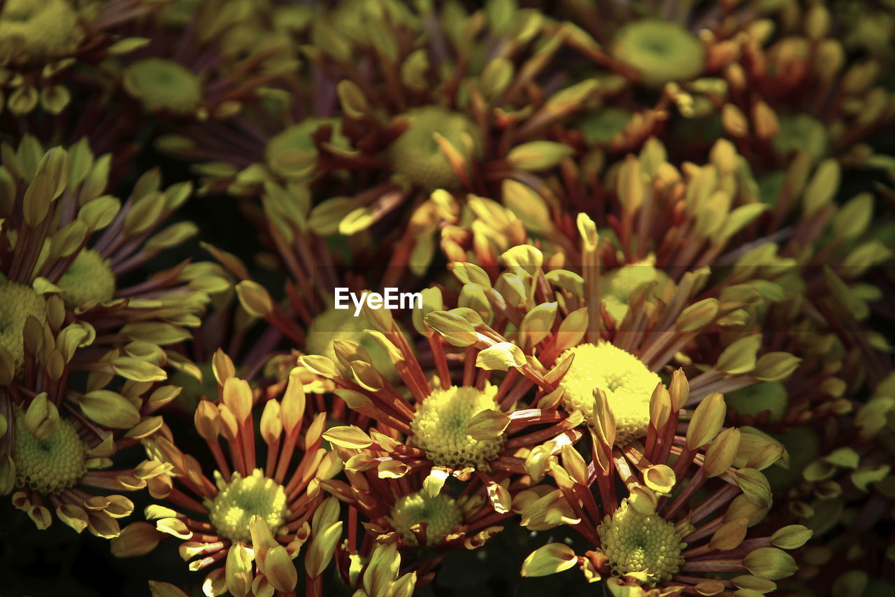 Close-up of yellow flowering plant