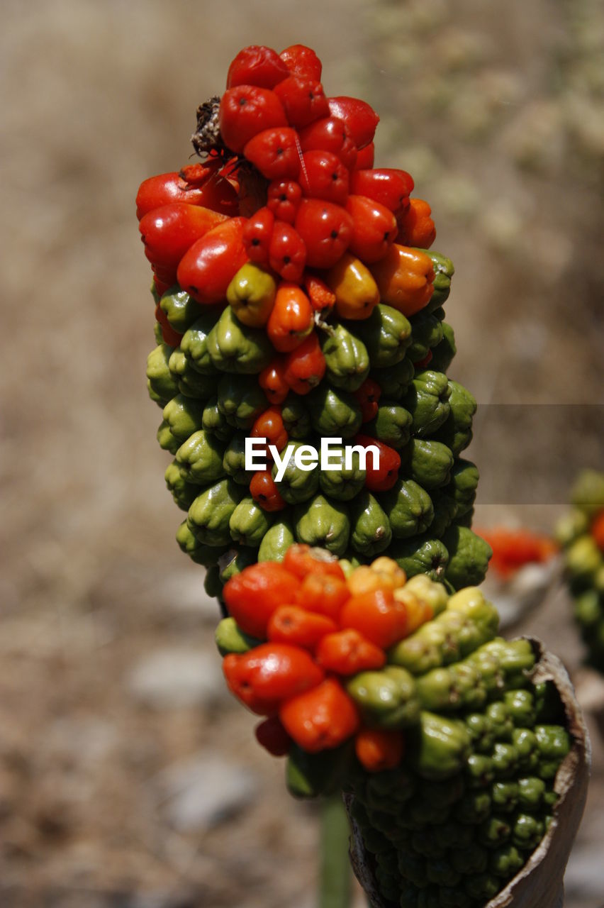 Close-up of fresh vegetables outdoors