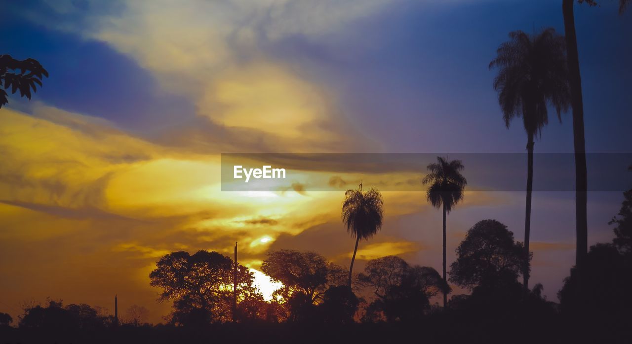 Low angle view of silhouette trees against sky during sunset