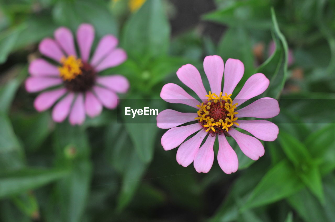 Close-up of pink cosmos flower