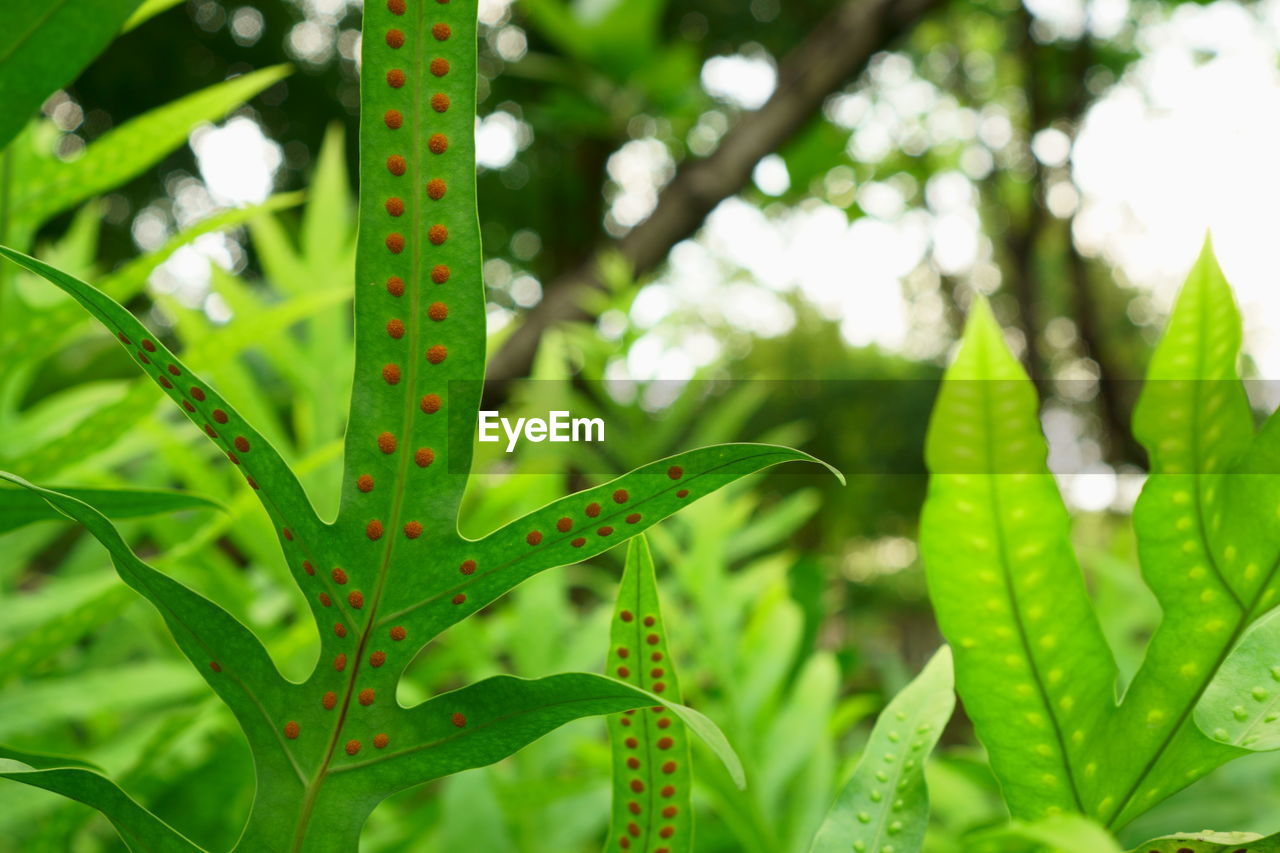 CLOSE-UP OF GREEN PLANT