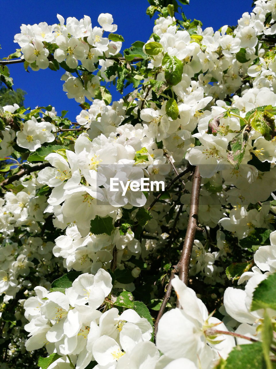 CLOSE-UP OF WHITE FLOWERS BLOOMING