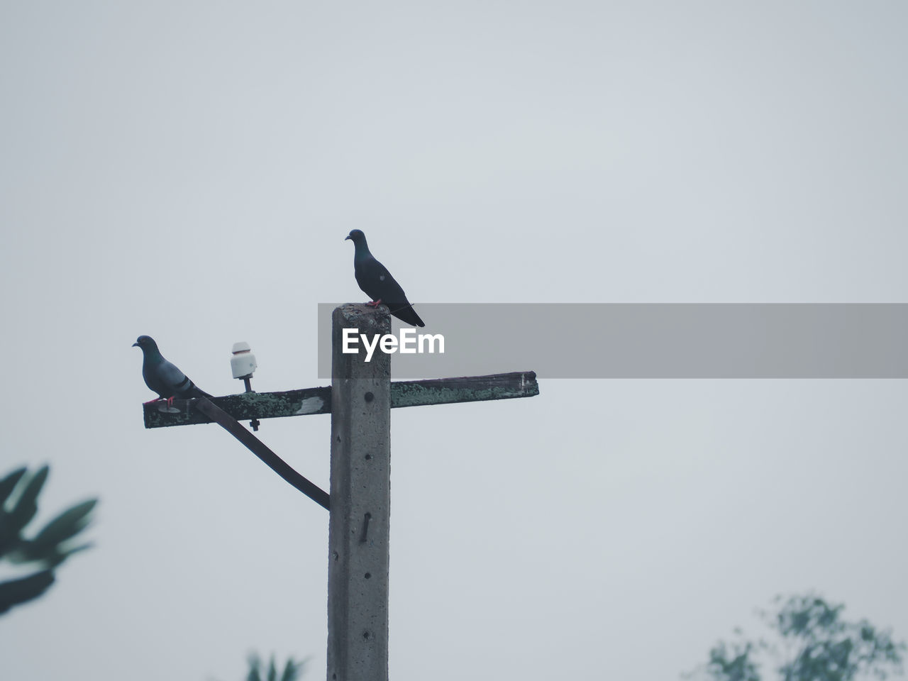 LOW ANGLE VIEW OF SEAGULLS PERCHING ON WOODEN POST