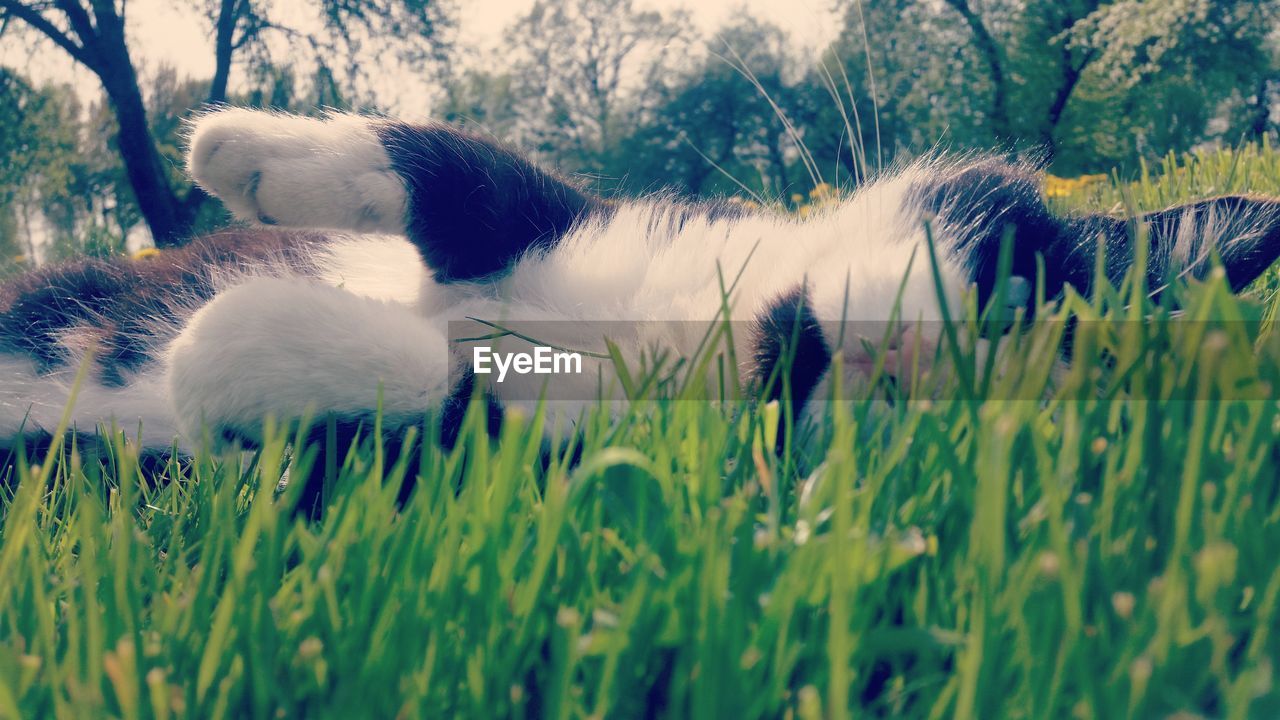 CLOSE-UP OF DOG WITH GRASS