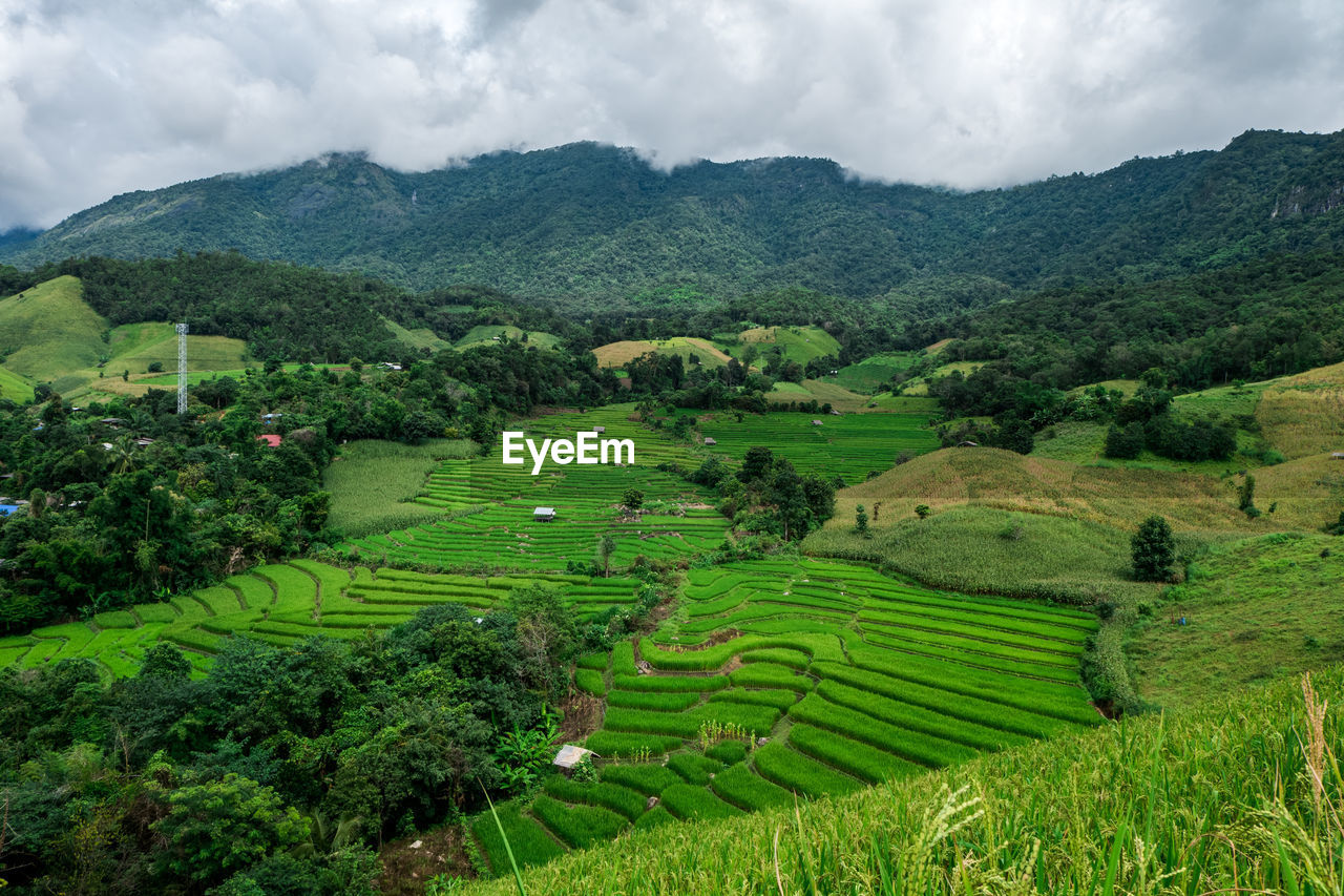 SCENIC VIEW OF AGRICULTURAL FIELD