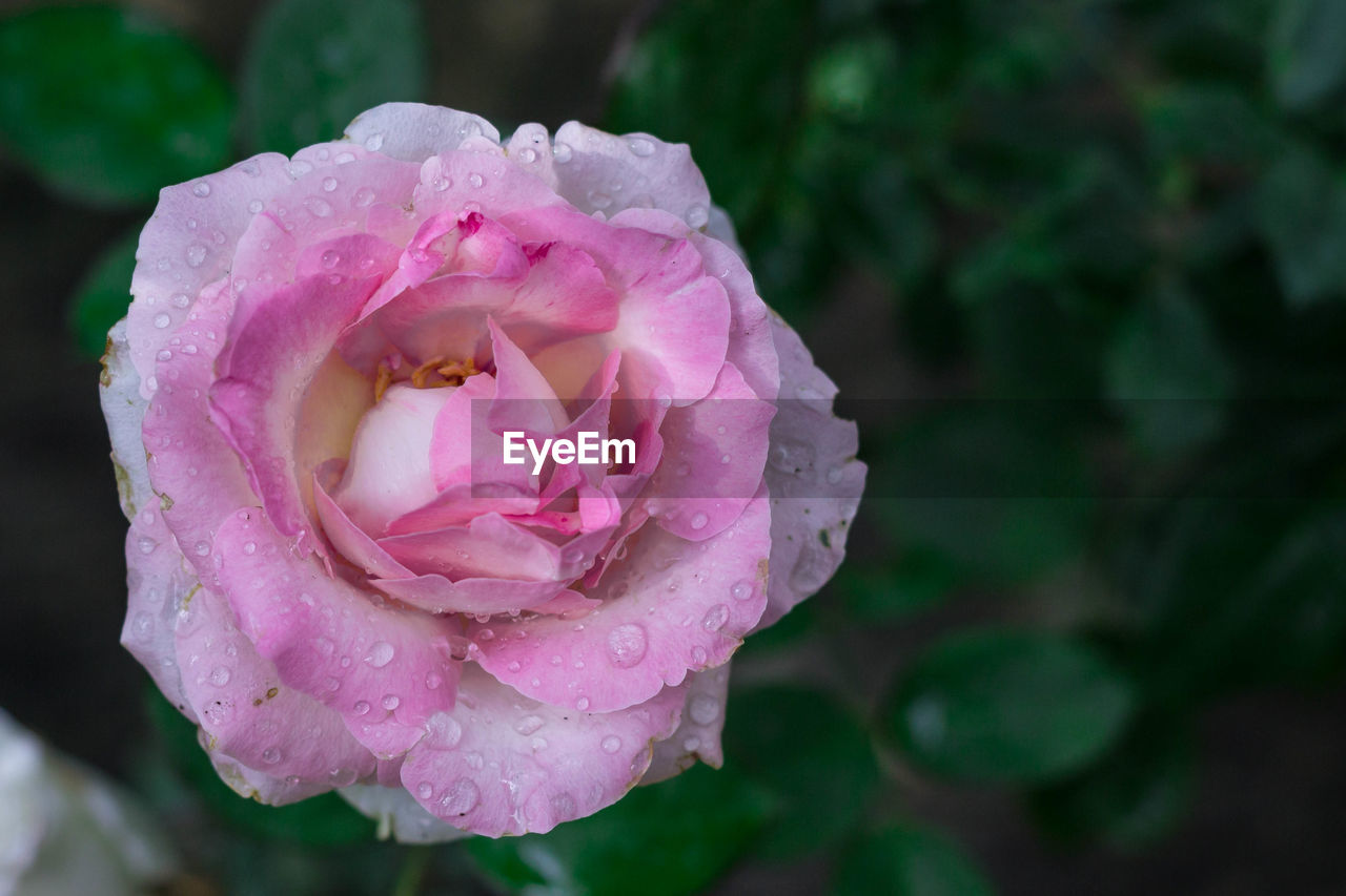 CLOSE-UP OF PINK ROSE WITH WATER DROPS ON ROSES