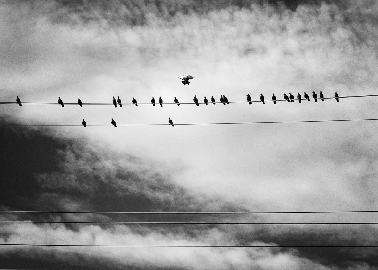 Low angle view of pigeons perching on power cables against cloudy sky