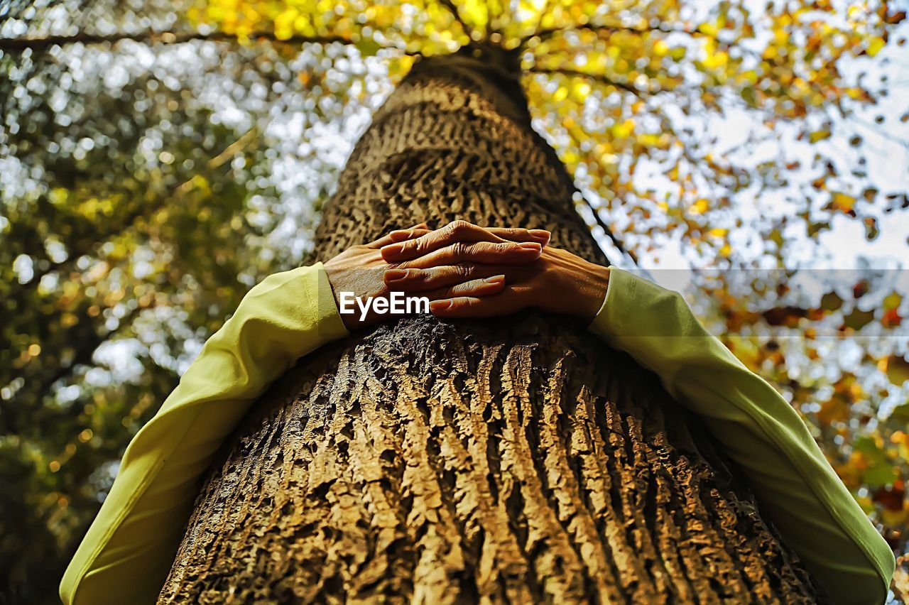 Cropped image of woman hands hugging tree